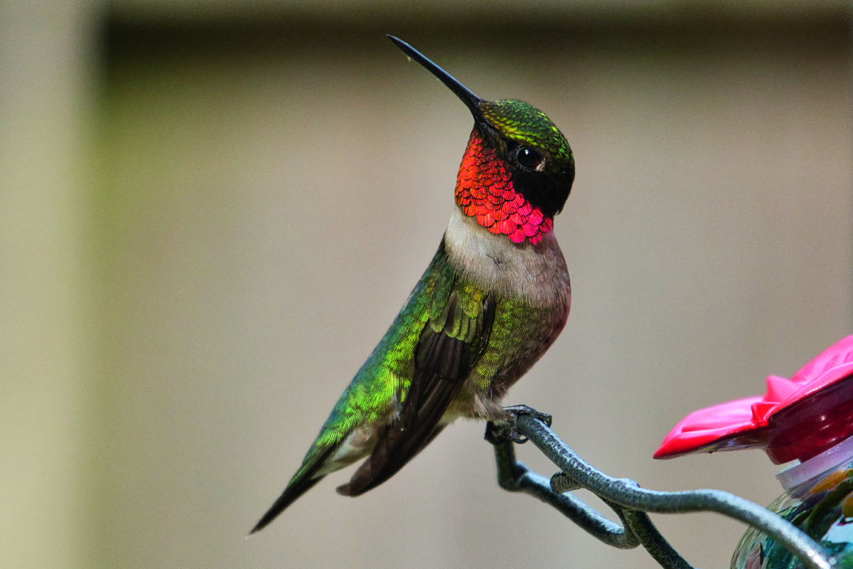 Colorful Ruby-Throated Hummingbird perched on a feeder