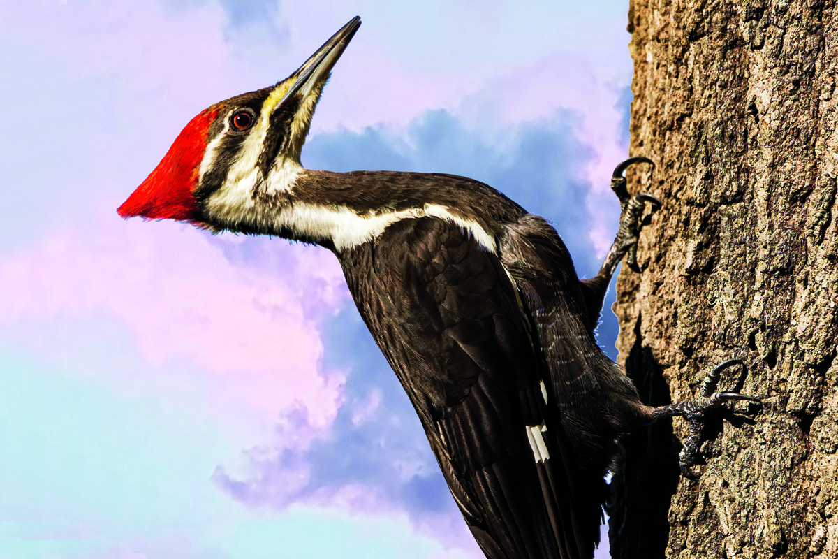 Pileated Woodpecker clinging to a tree in a forest.