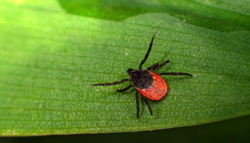Deer,Tick,(ixodes,Scapularis),On,The,Leaf, Lyme disease vaccine
