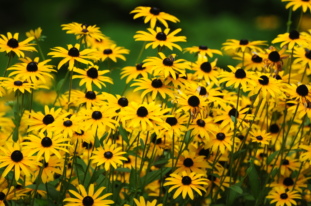 A patch of bee-friendly garden flowers, black-eyed Susans