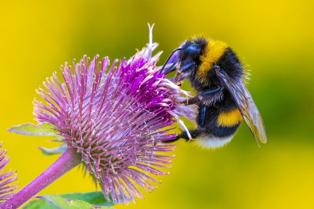 A bumblebee perched on a pink flower