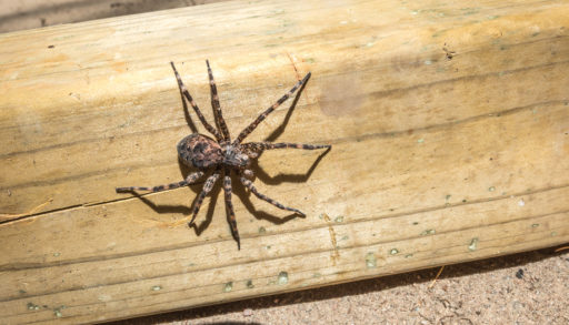 A dock spider on a wood beam