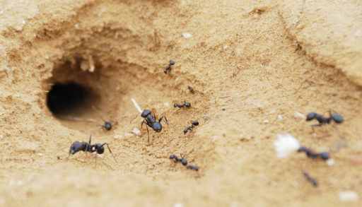 An ant nest with a few ants moving in and out