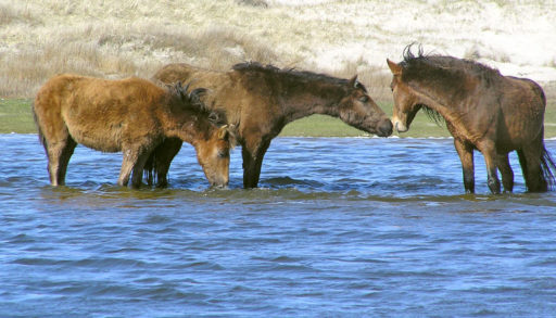 Wild Horses