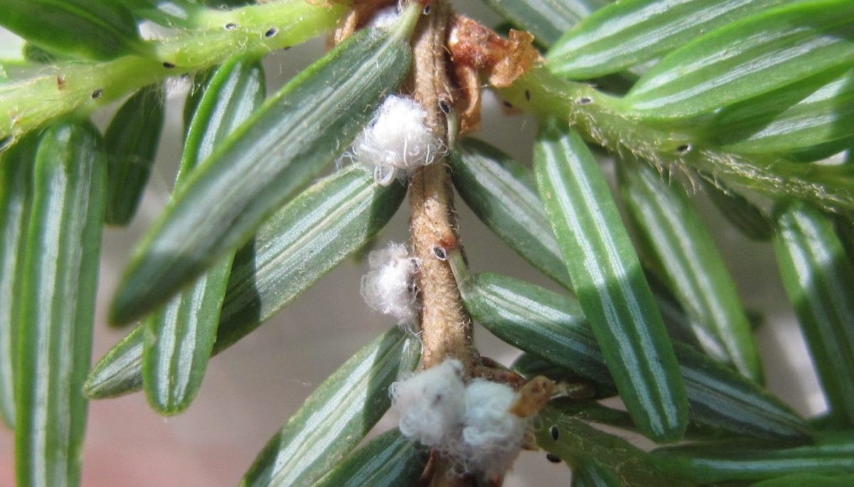 hemlock woolly adelgid wool balls