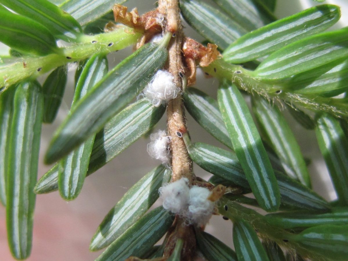 hemlock woolly adelgid wool balls