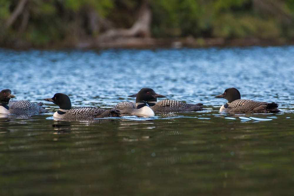 A group of loons