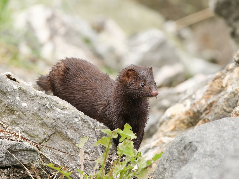 An American mink admit rocks