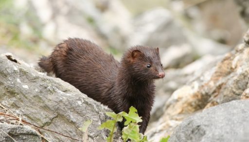 An American mink amid rocks