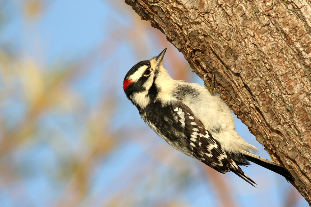 Woodpecker Drumming