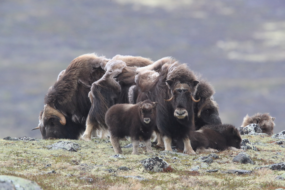 A group of adult and baby muskoxen in a field