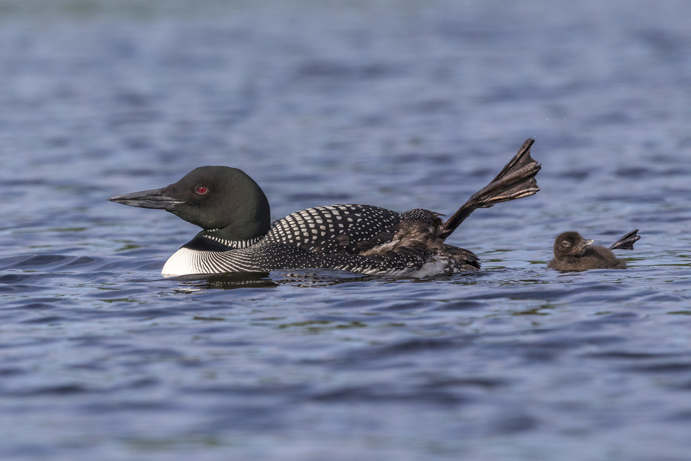 An adult and baby loon with one leg in the air