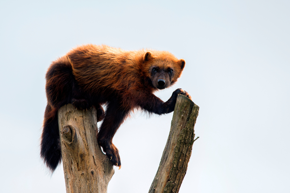 A wolverine perched on top of a branch and looking at the camera