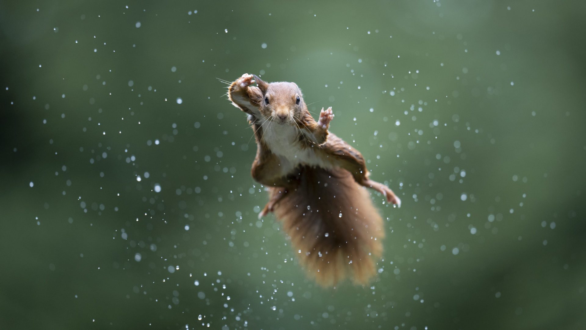 The Comedy Wildlife Photography Awards