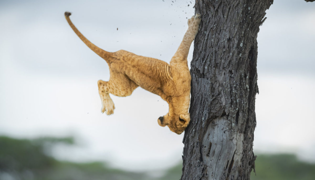 The Comedy Wildlife Photography Awards