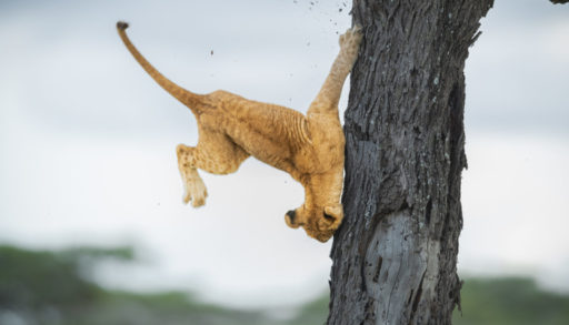 The Comedy Wildlife Photography Awards