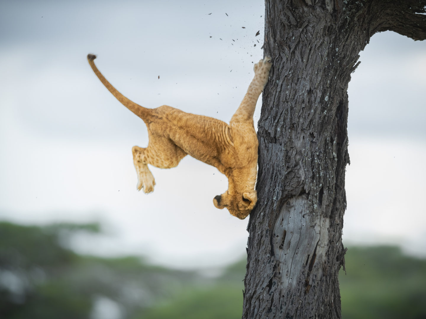 The Comedy Wildlife Photography Awards