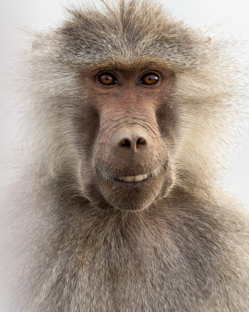 The Comedy Wildlife Photography Awards