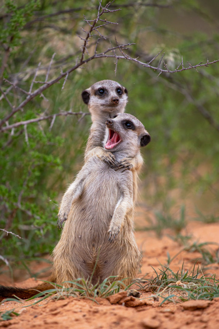The Comedy Wildlife Photography Awards