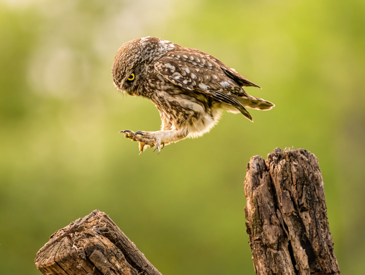 The Comedy Wildlife Photography Awards