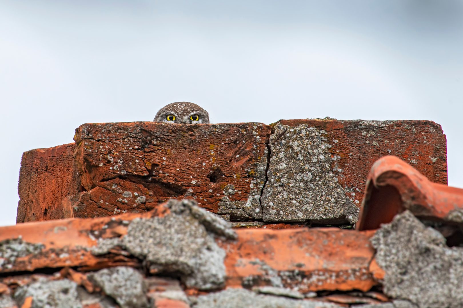 The Comedy Wildlife Photography Awards