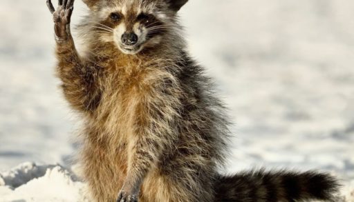 Comedy Wildlife Awards finalist