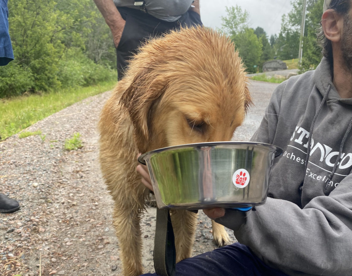 Bear, Greg's dog on the day he was found after going missing