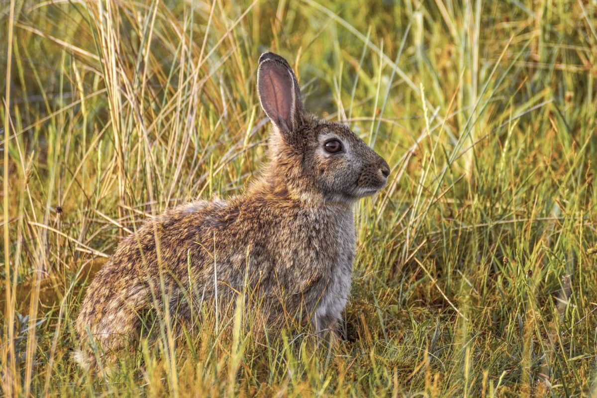 Wild Alberta Rabbit