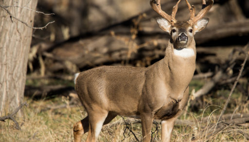 Ontario Hunting Season