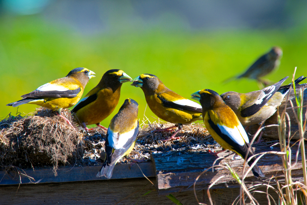 A group of evening grosbeaks
