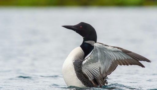 A loon flapping its wings in the lake