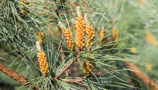 Close-up of Scots pine needles