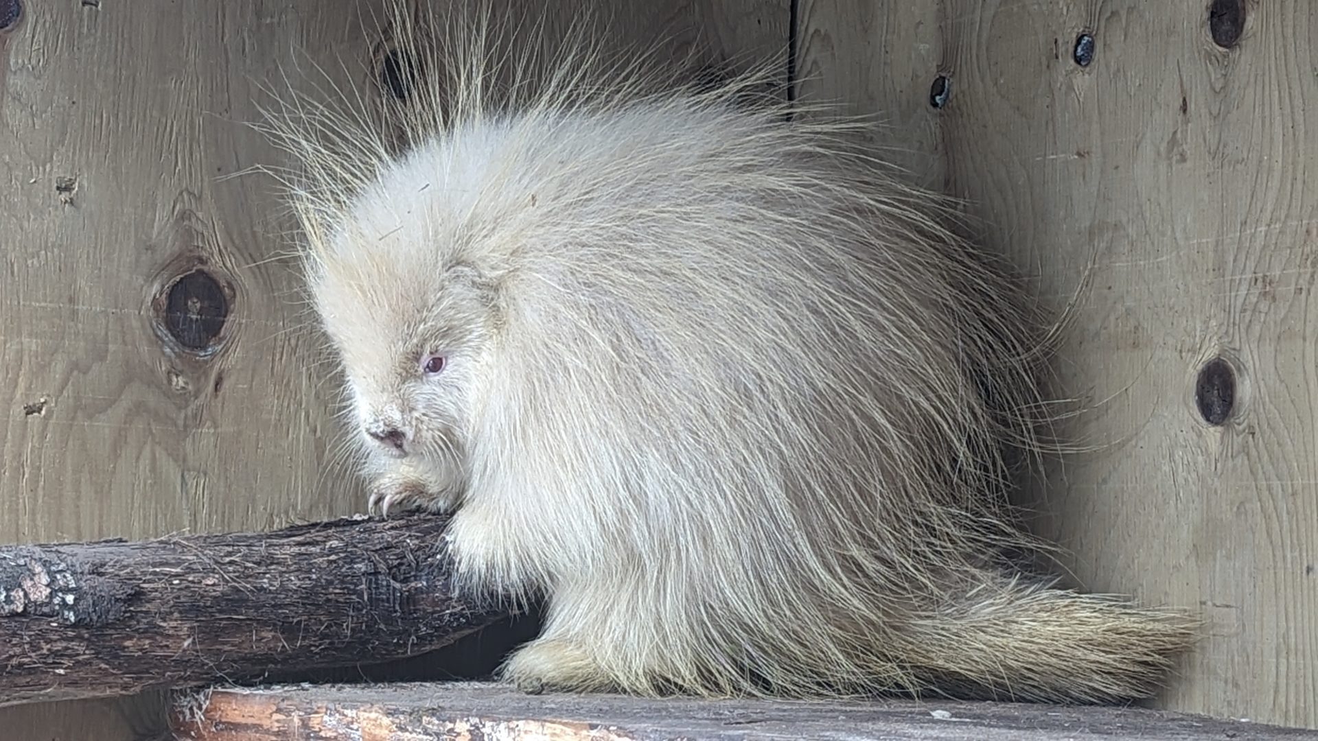 Northern Lights Wildlife Shelter