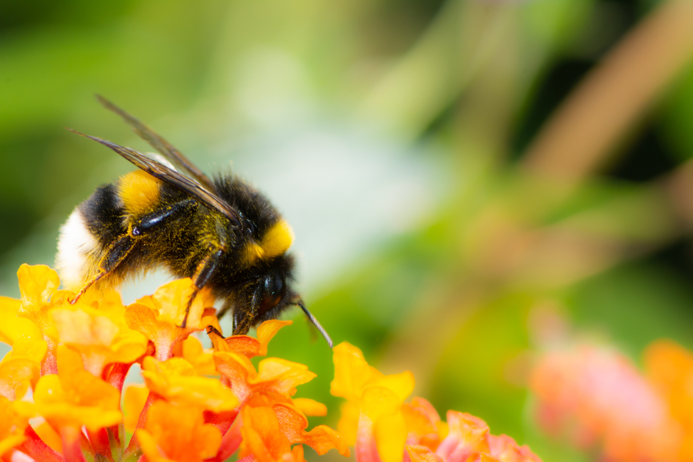 A closeup of a white-tailed bumblebee