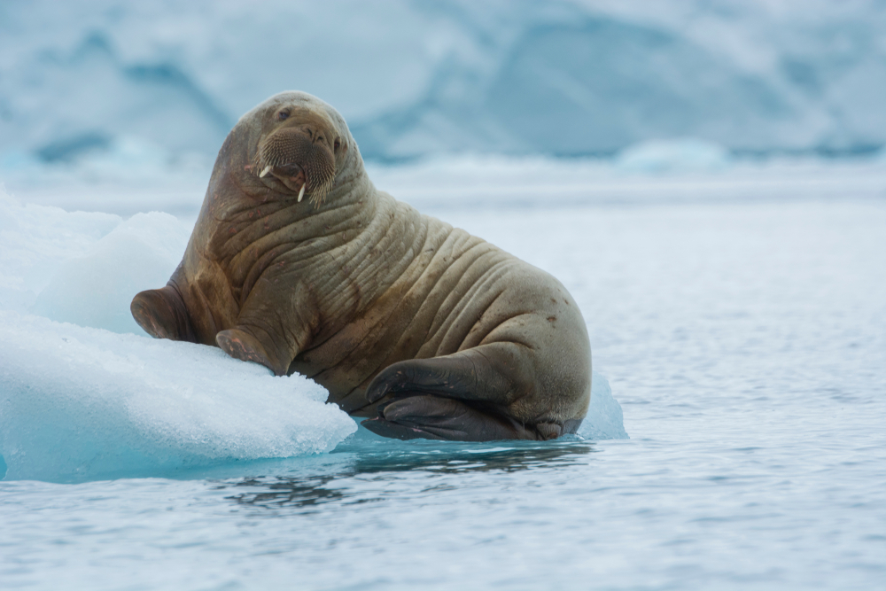 A young Atlantic walrus resting on an ice floa
