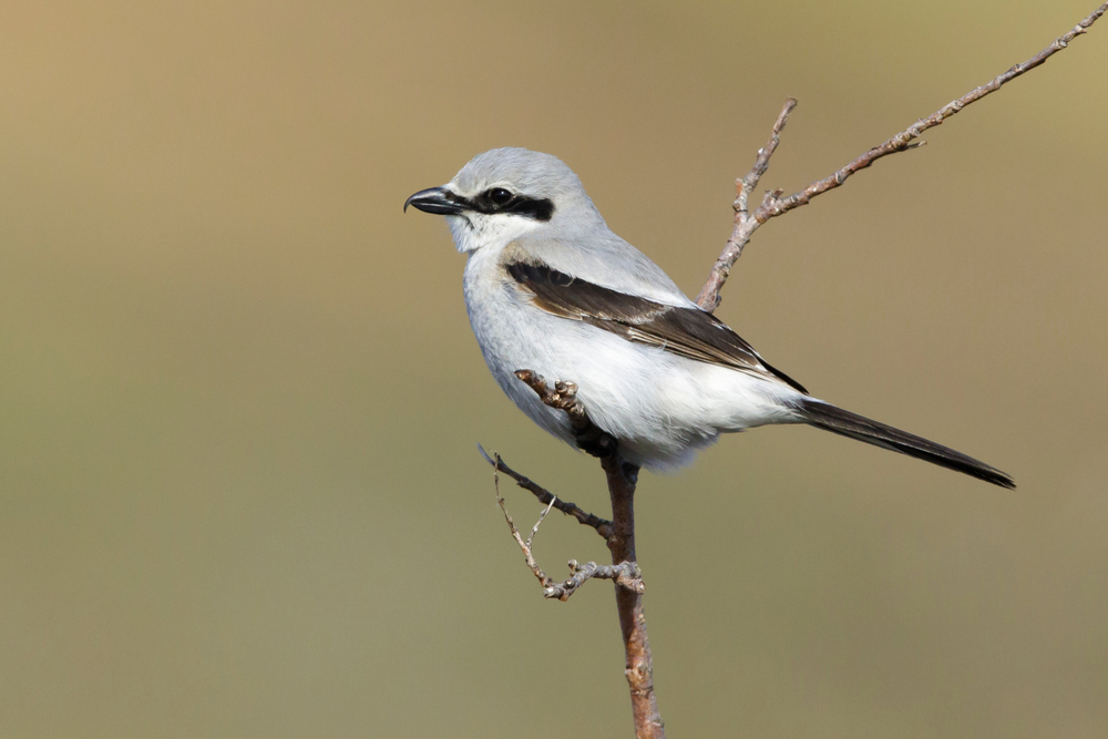 A Northern shrike perched on a thin stick
