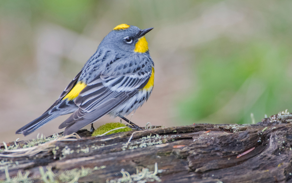 A yellow-rumped warbler on a log