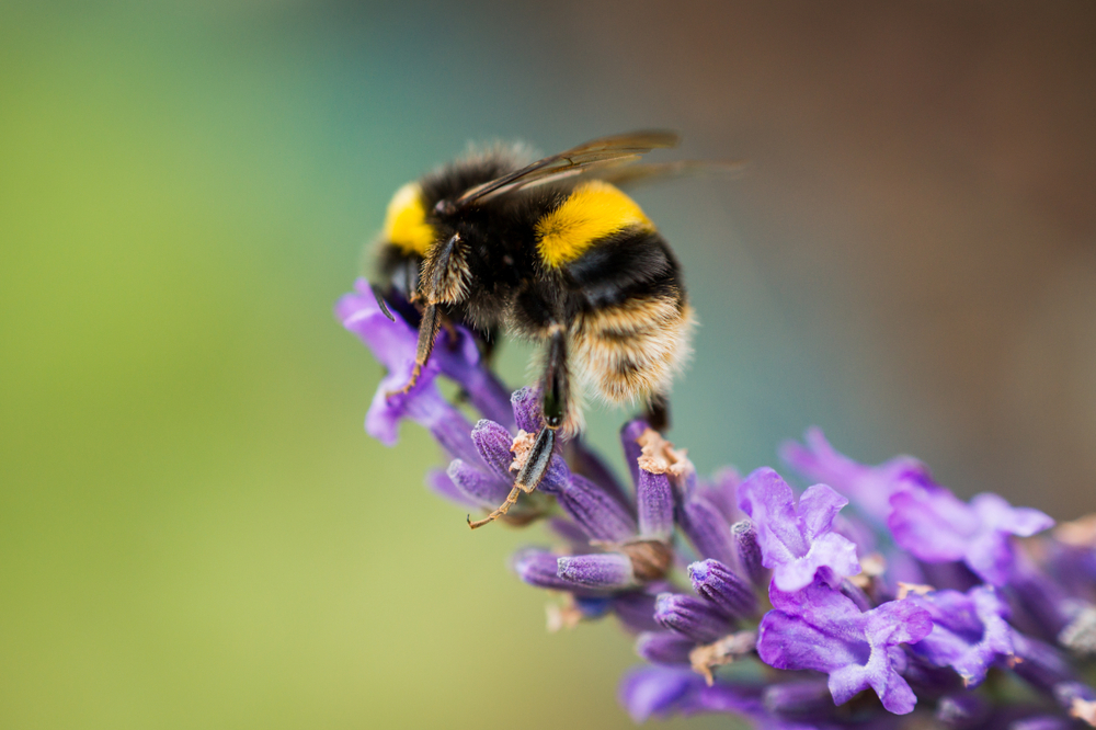 A bumblebee feeding on a lavender blooms