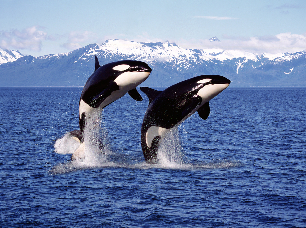 Two orca whales leaping out of the water