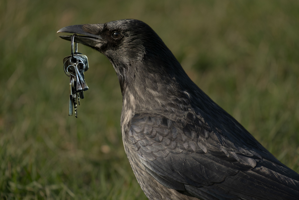 A crow with a set of keys in its beak