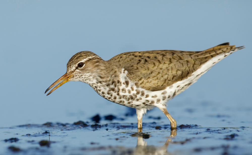 An adult spotted sandpiper in shallow water