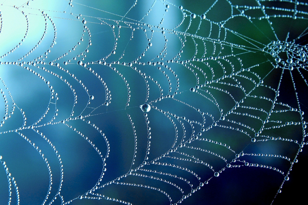 A spider web covered in rain drops
