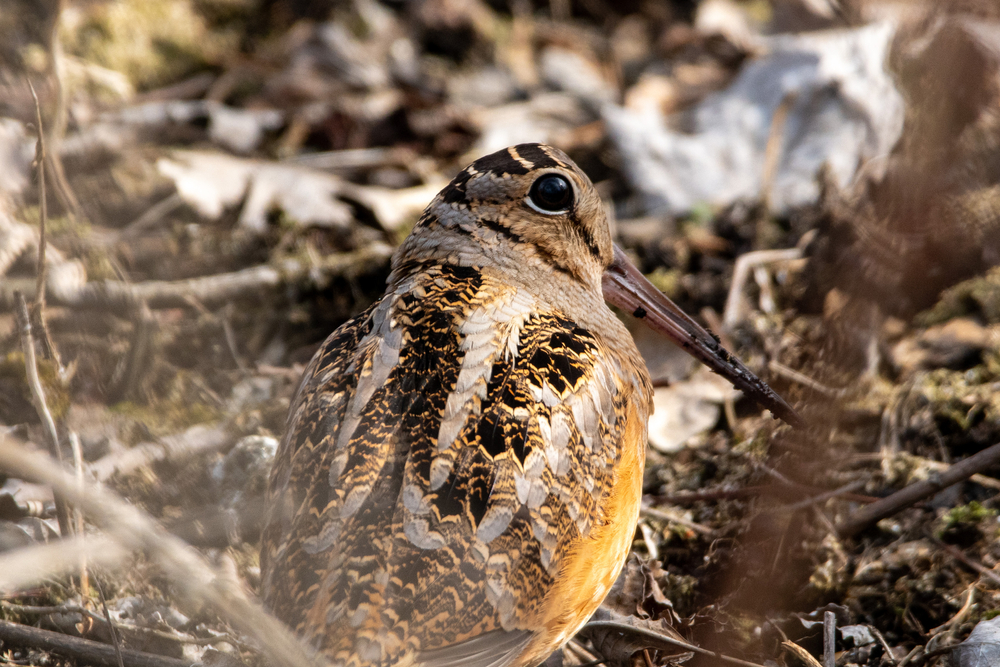 An American woodcock in the woods