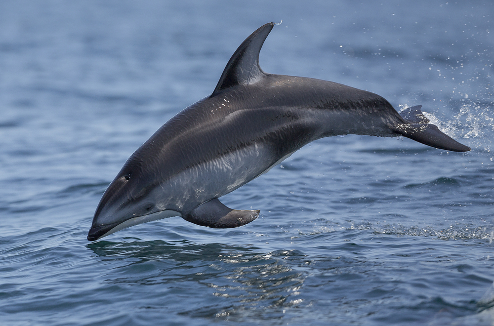 A white-sided dolphin leaping from the water