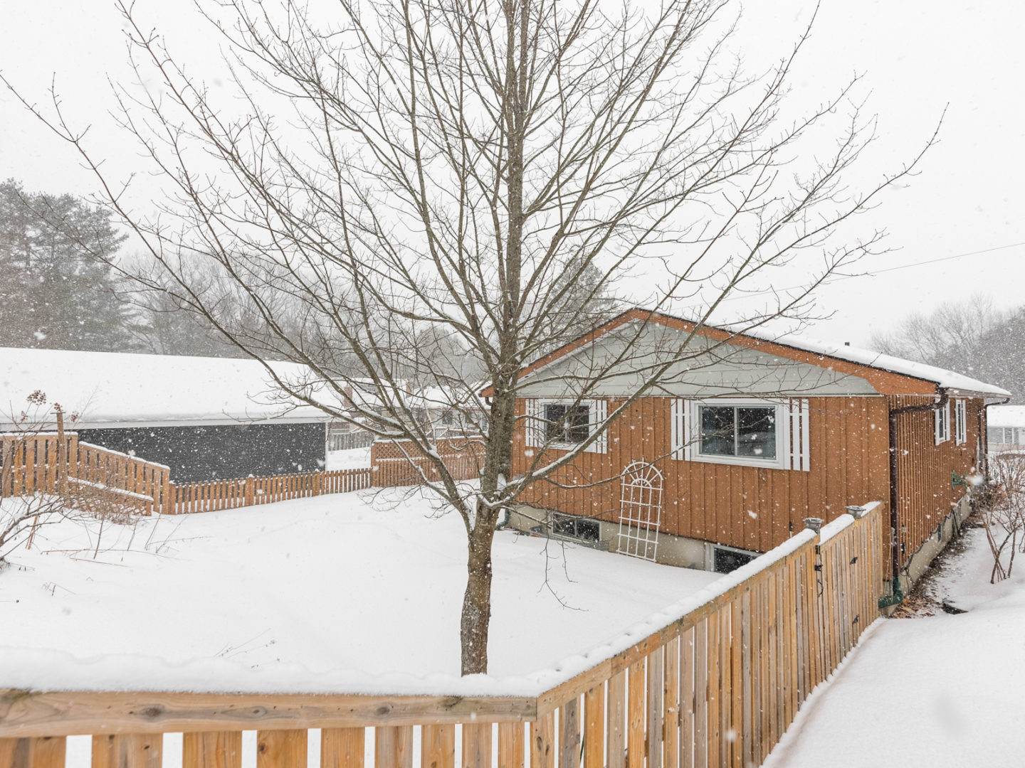 A fenced-in backyard of a small home, with a single tree standing in the yard.