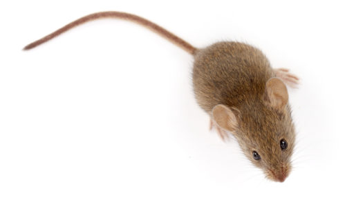 A mouse against a white background
