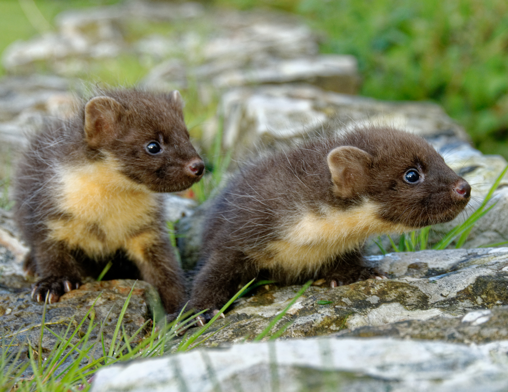 Two pine marten kits on a stone wall