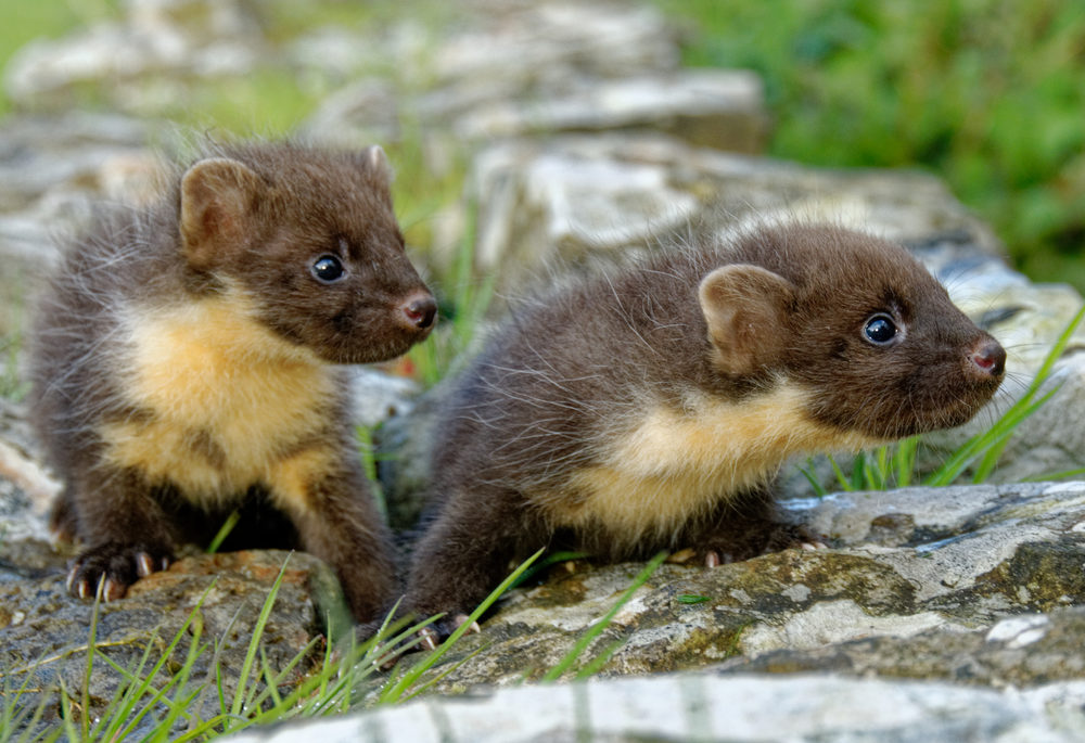 Two pine marten kits on a stone wall
