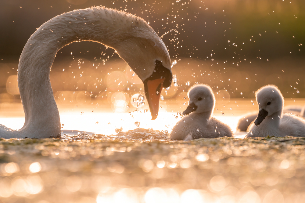 A mother swan with two babies in the water