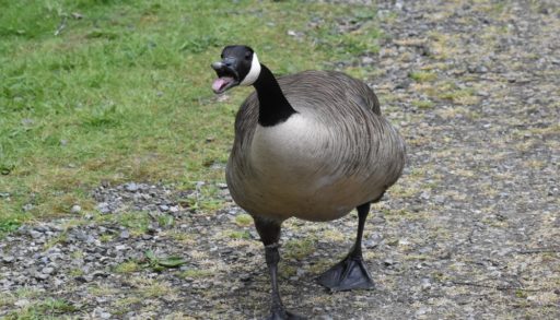 A Canada goose honking at the camera